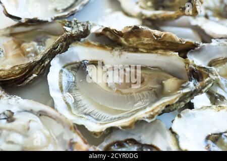 Ouvert huîtres fraîches sur la plaque blanche, gros plan Banque D'Images