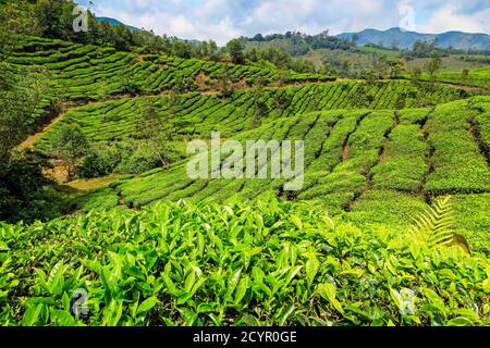 Le Tea bush couvrait les pentes du domaine de thé de Lakshmi dans les collines de Kannan Devan à l'ouest de Munnar, la principale région de culture du thé; Lakshmi, Munnar, Kerala, Inde Banque D'Images