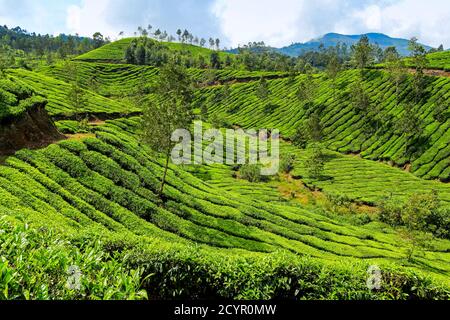 Le Tea bush couvrait les pentes du domaine de thé de Lakshmi dans les collines de Kannan Devan à l'ouest de Munnar, la principale région de culture du thé; Lakshmi, Munnar, Kerala, Inde Banque D'Images