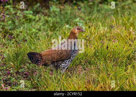 Poule-de-poule grise (Gallus sonneratii) ancêtre sauvage du poulet domestique, dans un domaine de thé près de Munnar; Lakshmi, Munnar, Kerala, Inde Banque D'Images