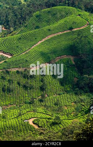 Le Tea bush couvrait les pentes du domaine de thé de Lakshmi dans les collines de Kannan Devan à l'ouest de Munnar, la principale région de culture du thé; Lakshmi, Munnar, Kerala, Inde Banque D'Images