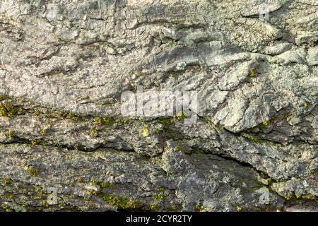 image d'une section d'écorce d'orme ancienne pour un arrière-plan ou texture Banque D'Images