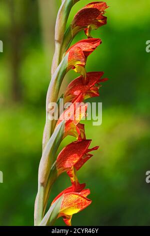 Gladiolus dalenii, iris jaune et orange vif (Iridaceae) dans un café près du domaine de thé Lakshmi à l'ouest de Munnar; Lakshmi, Munnar, Kerala, Inde Banque D'Images