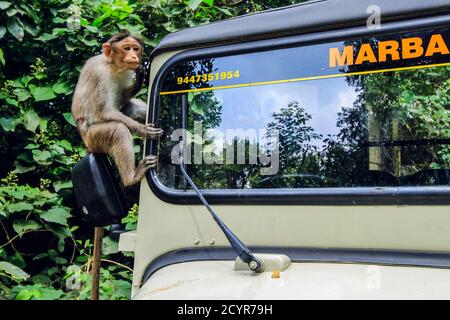 Un singe macaque à longue queue assis sur une jeep près des grottes d'Edakkal, où le tourisme et les visiteurs les ont fait apprivoiser ; Edakkal, Wayanad, Kerala, Inde Banque D'Images