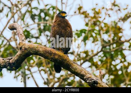 Aigle serpent à crête (Spilornis cheela davisoni), oiseau de proie de taille moyenne, dans le quartier pittoresque de Wayanad; Wayanad, Kerala, Inde Banque D'Images