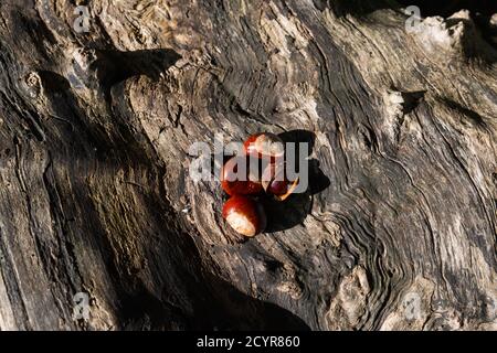 gros plan de conkers mûrs dorés sur un tombé vieux tronc d'arbre extérieur sous le soleil d'automne Banque D'Images