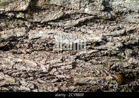 image d'une section d'écorce d'orme ancienne pour un arrière-plan ou texture Banque D'Images