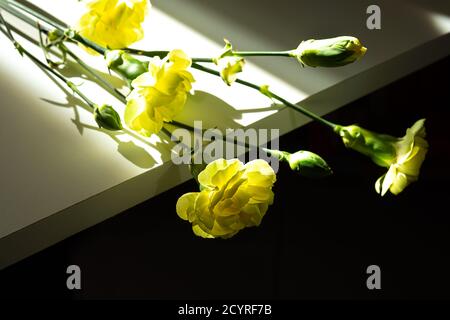 Magnifiques œillets jaunes sur une table blanche au soleil Banque D'Images