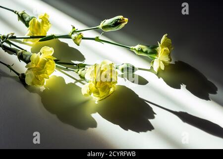 Magnifiques œillets jaunes sur une table blanche au soleil Banque D'Images
