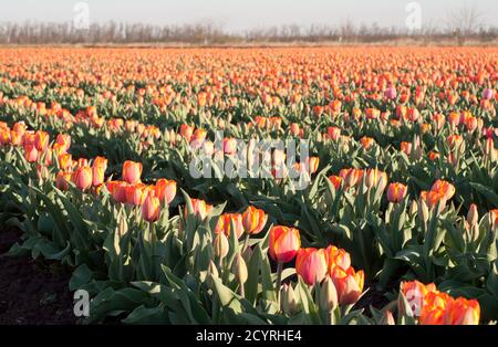 Champ de tulipes rouges. Fleurs de tulipes en croissance au printemps. Champs de tulipes rouges. Agriculture. Banque D'Images