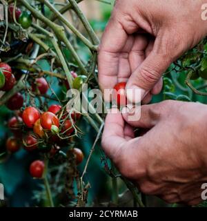 gros plan d'un jeune homme caucasien collectant des tomates cerises mûres de la plante, dans un verger biologique Banque D'Images