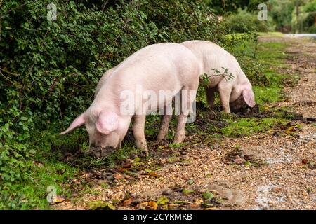 Les porcs libérés pendant la saison des pannages pour manger des glands et d'autres noix qui se trouvent sur le sol ou qui ont besoin de creuser avec des becs, Brook, New Forest, Hampshire, Royaume-Uni, Octobre, automne. Banque D'Images