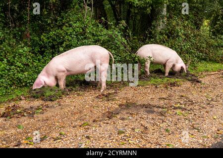 Les porcs libérés pendant la saison des pannages pour manger des glands et d'autres noix qui se trouvent sur le sol ou qui ont besoin de creuser avec des becs, Brook, New Forest, Hampshire, Royaume-Uni, Octobre, automne. Banque D'Images