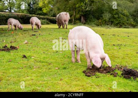 Les porcs libérés pendant la saison des pannages pour manger des glands et d'autres noix qui se trouvent sur le sol ou qui ont besoin de creuser avec des becs, Brook, New Forest, Hampshire, Royaume-Uni, Octobre, automne. Banque D'Images