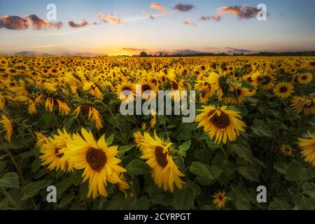 Champ de tournesols au coucher du soleil Banque D'Images