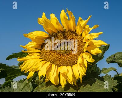 Sunflower against a blue sky Banque D'Images