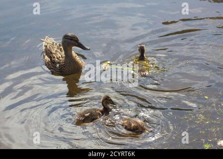 Canard malard femelle et ses trois canetons nageant sur un rivière en Bretagne au printemps Banque D'Images
