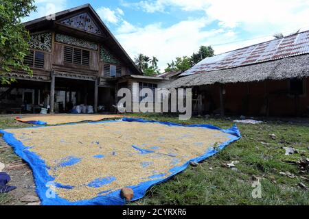 Séchage traditionnel de paddy dans la cour d'une maison traditionnelle Acehnaise à Pidie, Aceh, Indonésie Banque D'Images