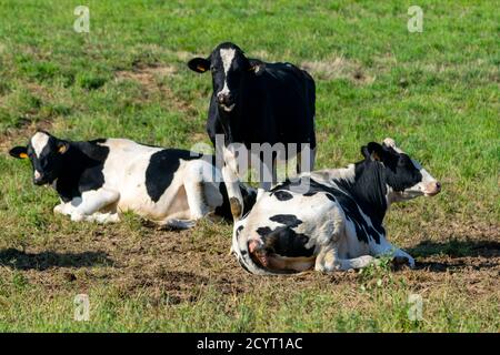 groupe de vaches holstein dans le pâturage Banque D'Images