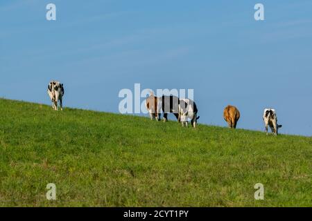 groupe de vaches holstein dans le pâturage Banque D'Images