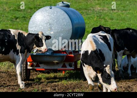 groupe de vaches holstein dans le pâturage Banque D'Images