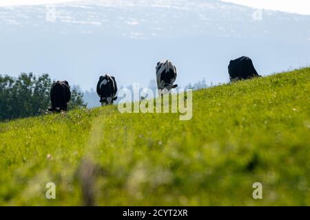 groupe de vaches holstein dans le pâturage Banque D'Images