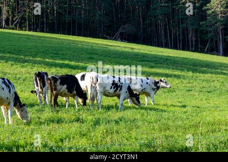 groupe de vaches holstein dans le pâturage Banque D'Images