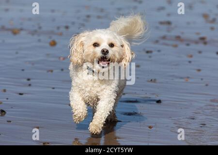 Cavachon sur la plage Banque D'Images