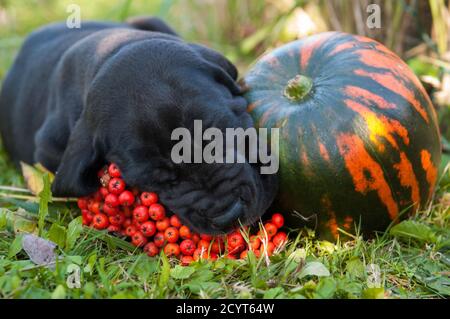 Super chien Dane chiot est de dormir avec la citrouille Banque D'Images