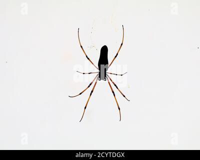 Araignée noire sur fond blanc, gros plan Banque D'Images