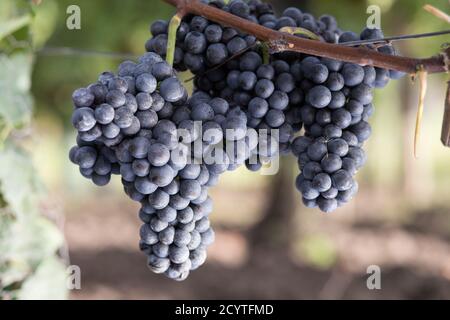 détail des raisins de vin sur le cordon dans la cour à vin avant récolte Banque D'Images