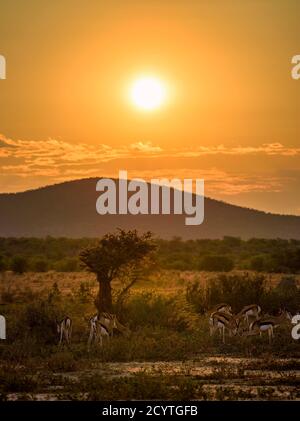 Troupeau d'antilopes de printemps photographiés au coucher du soleil en Namibie Banque D'Images