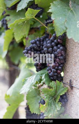 détail des raisins de vin sur le cordon dans la cour à vin avant récolte Banque D'Images