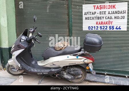 Cat endormi sur un scooter Banque D'Images