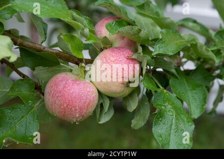 LES POMMES SUR L'ARBRE le jour de la pluie sont prêtes à cueillir Banque D'Images