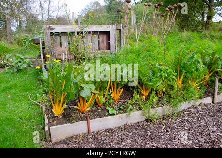 Orange jaune lumineux Bard suisse poussant dans un lit surélevé à l'automne octobre jardin et palette en bois bac à compost au pays de Galles Royaume-Uni KATHY DEWITT Banque D'Images