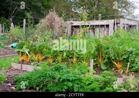 Jardin d'automne verger suisse jaune (lumières vives), persil poussant dans un lit de légumes surélevé et bac à compost en palette dans l'ouest du pays de Galles, Royaume-Uni KATHY DEWITT Banque D'Images