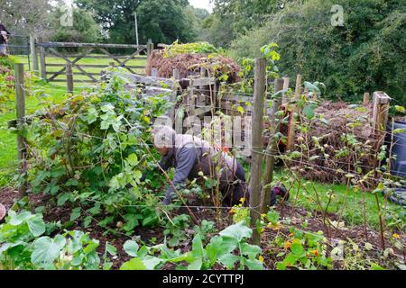 Homme élagage de cannes à framboises dans un pays rural octobre automne doux Jardin de légumes fruitiers avec bacs à compost dans le Carmarthenshire pays de Galles au Royaume-Uni KATHY DEWITT Banque D'Images