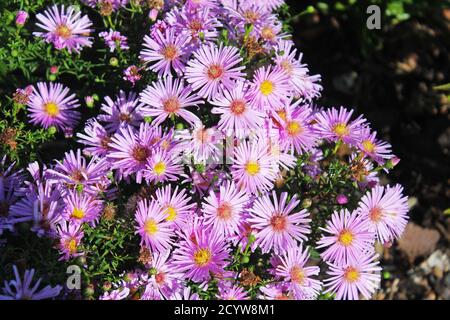 Gros plan Aster Nouvelle-Angleterre petites fleurs violettes aux pétales fins au soleil dans un jardin à Manchester, en Angleterre Banque D'Images