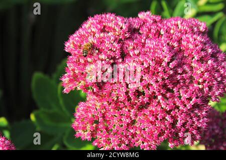 Jolie fleur de spirée rose vif en gros plan avec une abeille sur elle avec des feuilles de tige vertes dans un jardin à Manchester, Angleterre Banque D'Images