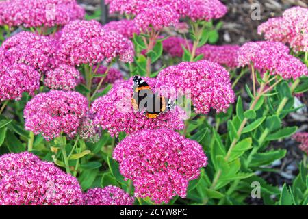 Papillon Red admiral magnifiques ailes ouvertes d'en haut assis sur des fleurs roses brillantes à Manchester, Angleterre Banque D'Images