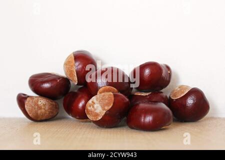 Gros plan de conkers brillants (châtaignes) rouges/bruns frais en automne à Manchester, en Angleterre Banque D'Images