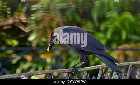 Corbeau de maison assis sur le toit grill avec la nourriture dans le baiser Banque D'Images