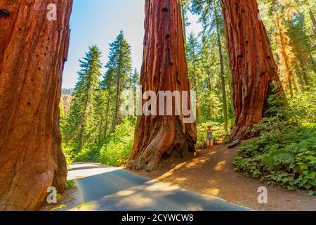 Femme de randonnée en liberté dans le parc national de Sequoia. Joyeux randonneur qui profite d'un voyage d'été en Californie, voyage en voiture. Banque D'Images