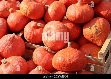 Potimarrons rouges pontons gros plan sur le marché des légumes dans automne Banque D'Images