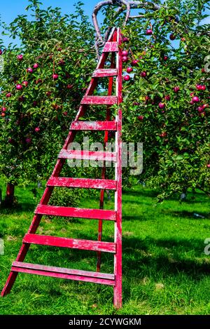 Québec, Canada - septembre 20 2020 : échelle pour la cueillette de pommes dans le verger sous le pommier Banque D'Images