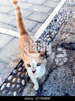 Chat sauvage à Koskinou Rhodes Grèce Banque D'Images