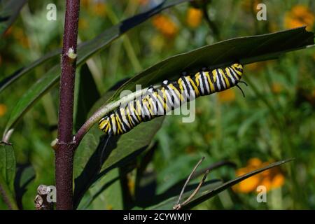 chenille de papillon de monarque sur feuille de laitoued. C'est un papillon de la famille des Nymphalidae qui est menacé par la perte d'habitat aux États-Unis. Banque D'Images