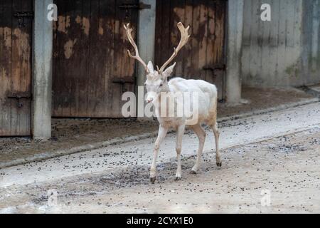 chevreuil albinos blanc qui vous vient Banque D'Images