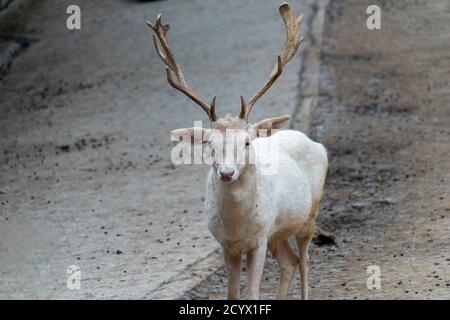 chevreuil albinos blanc qui vous vient Banque D'Images